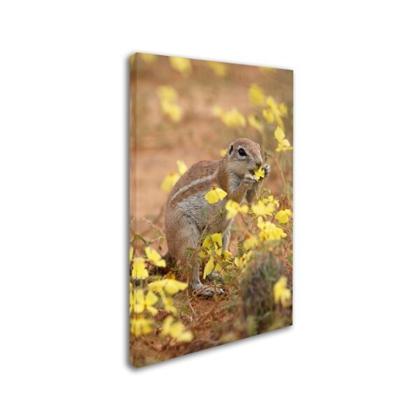 Robert Harding Picture Library 'Squirrels' Canvas Art,30x47